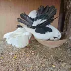 حمام رقاص هولندي