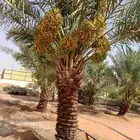 نخل مثمر فسائل ونقايل