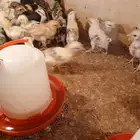 دجاج بياض وديوك 150حبه مشكل صوص عمر شهر ونص 600حبه صوص عمر