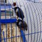 للبيع جوز بلابيل فيهم خوف بسيط