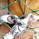 دجاج رومي فراشة