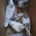 حمام للبيع ازوجا وفروخ