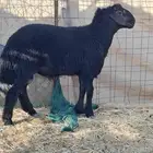 اغنام