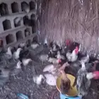دجاج بياض فيومي