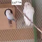 زوج روز وفرده الرجاء قراءة الاعلان جيدا