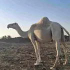 بكره بكر لقحه عليانيه منتج