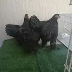 دجاج براهما مستوى وحجم جامبو