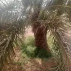 نخل خلاص برحي سكري
