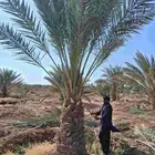 للبيع نخل برني العلا وبرني العيص من متر ونص الا مترين