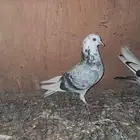 جوز قطيفي قلاب