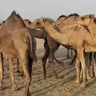 سواحل رقم واحد وسم واحد بنات بعض