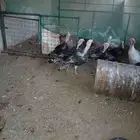 ديوك رومي كبيره للبيع