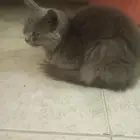 للبيع قطه أنثى لاتشتكى من اي امراض