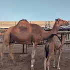 ناقه خلفه منيحه