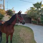 مهره شعبيه فاخره