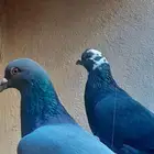 حمام أربع اجواز للبيع