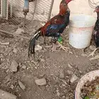 دجاج باكستاني حضان