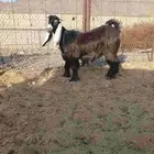 اللبيع 4جفار عوارض صنف