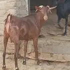 تيس للبيع