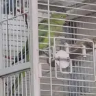 دره هندي جهازه للنتاج