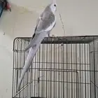 بيع كروان متكلم