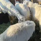 طليان