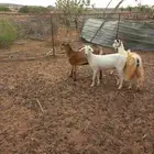 عدد ثلاث روس غنم وحده سديس و جفرتين جذعات الغنم كلها دفع