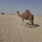 ناقه ساحليه مشروطه من جميع العذاريب