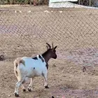ماعز قزمي اتشيكي امريكي