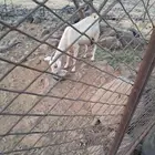 شاه عفر اسان جمع شباب علي شق وحد