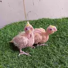 فرخين كروان لاتينو عيون حمر للبيع