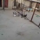3 ازواج دجاج رومي سليمة وحضان