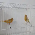 زوج كناري بفروخه