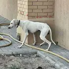 من يبحث عن سلقه ضايعه