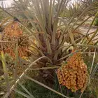 نخل مثمر للبيع صقعي شيشي هلالي روثانه برحي مجدول نخيل واشنطن