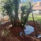 يوجد الدنيا نخل هشيشي للبيع بحايل