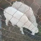 طليان للبيع