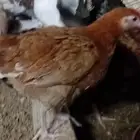دجاج عمر 3 شهور تقريبا