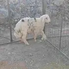 طلي حبصي