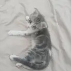 كيتن سكوتش فولد للبيع