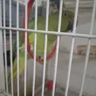 زوج دره هندي جهاز للنتاج
