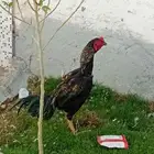 ديك باكستاني العمر 10 اشهر