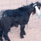 فحل عارضي ثني لبيع