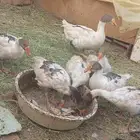 وز. .