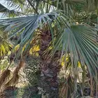 ابوياسين لبيع جميع انواع النخيل