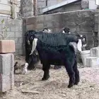 للبيع تيس عارضي