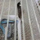 بلبول تربيه وتغريد بس حذر اشوي