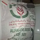 بذر برسيم للبيع