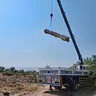 نخل برني العلا للبيع وروثانه وبرني العيص