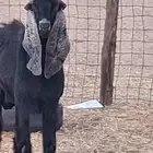 تيس فحل عارضي ثني صنف الصنف جرم ومد وأذن ماشاءالله